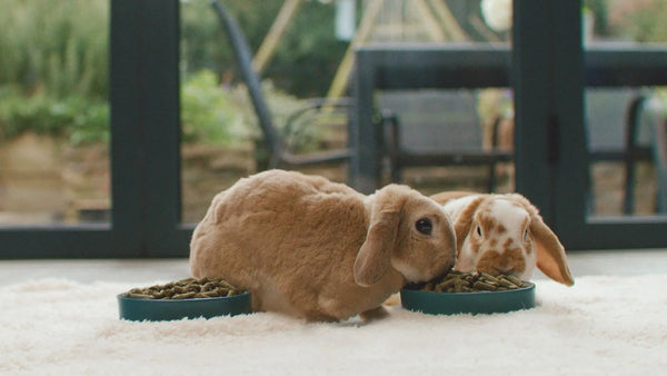 Creating the Perfect Home for Your Pet – Essential Products for a Happy Pet