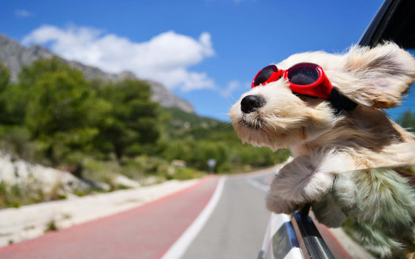 Traveling with Pets – Making Every Journey Comfortable and Safe